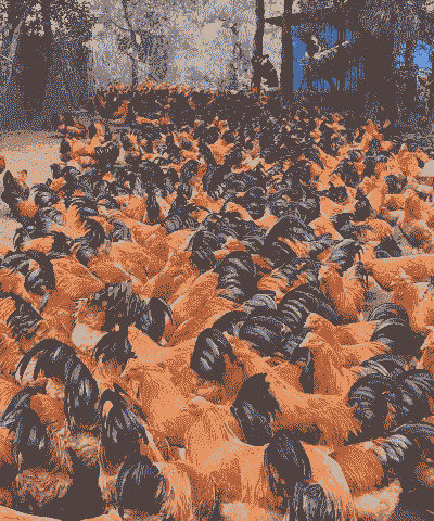 广西养殖的鸡苗价格