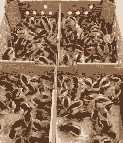 广州快大麻鸡苗价格