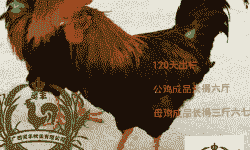 漳州清远麻鸡苗价格