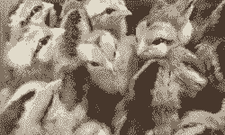 灵山良凤鸡苗价格