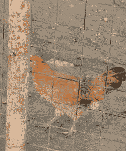 重庆淮南王鸡苗价格