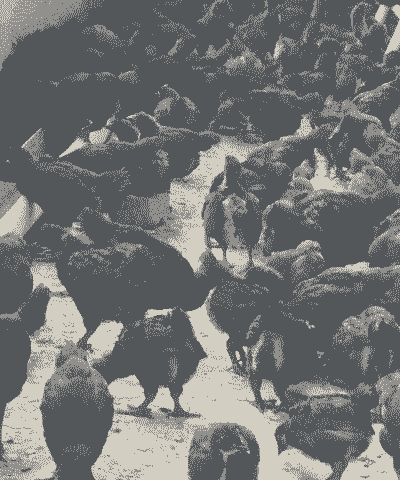 荣昌本地鸡苗价格多少