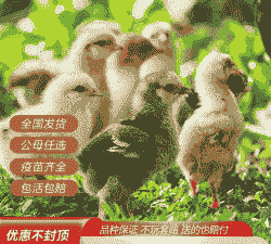 三黄麻鸡苗的价格