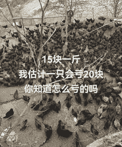 乌蒙鸡骨鸡苗价格