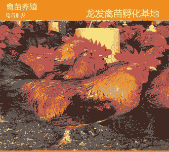 梅州本地鸡苗价格多少