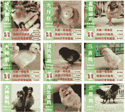 云南孵化鸡苗价格多少