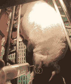 母猪产后多久开始喂料