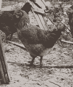 北川麻鸡苗价格多少