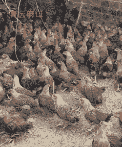 刂山东麻鸡苗价格