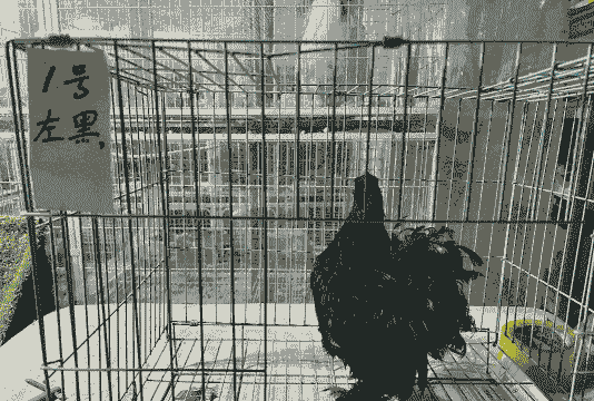 黑绣球鸡苗价格多少