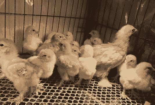 大体型婆罗门鸡苗价格