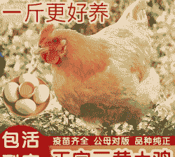 三黄鸡母苗价格