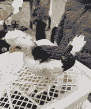 东营家禽贵妃鸡苗价格