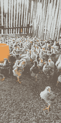 达州鸡苗出售价格