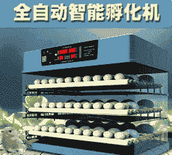 小型鸡苗孵化箱价格