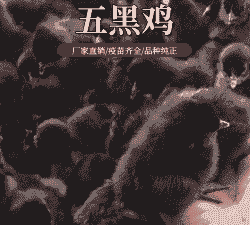 五黑鸡苗有价格