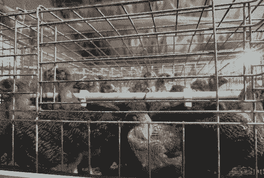 黑脚鸡苗价格多少