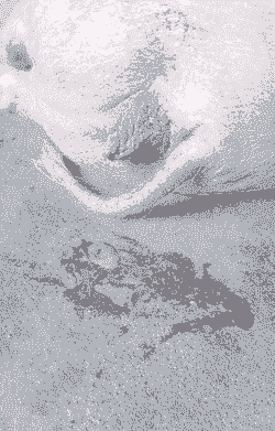 母猪产后加速恶露排出