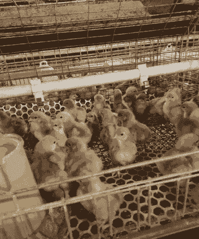 晓鸣牧业鸡苗价格