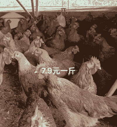 最近青脚鸡苗价格