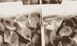 铁脚麻鸡苗的价格