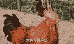 重庆麻鸡苗价格多少