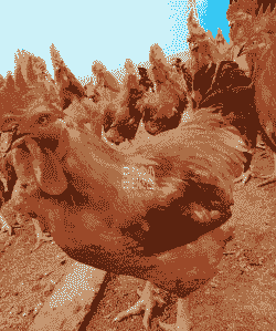 琼海快大黄鸡苗价格