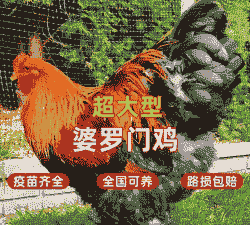 婆罗门鸡苗价格表