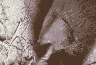 母猪产后发热耳朵发紫