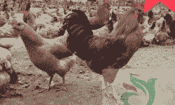 宜宾淮南王鸡苗价格