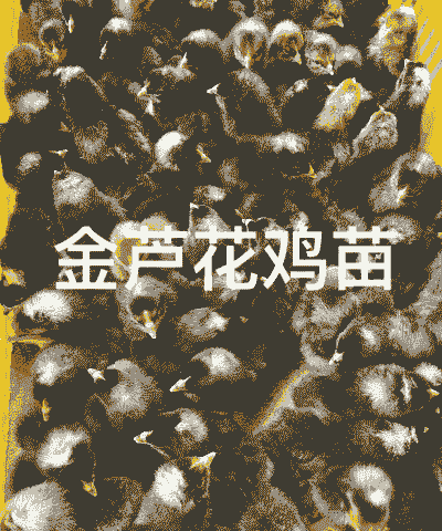 芦花鸡出壳苗价格