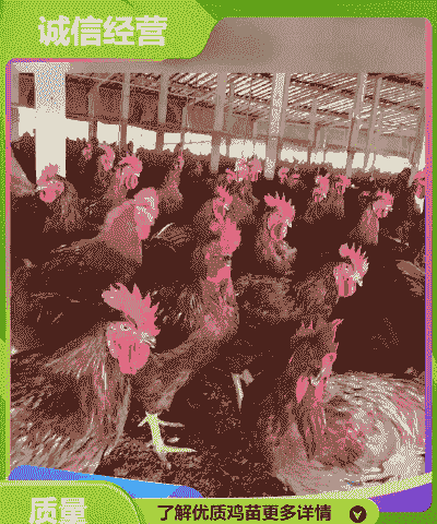 曲靖本地鸡苗价格多少
