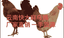 杂交鸡苗价格表