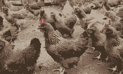 广西清远麻鸡苗价格