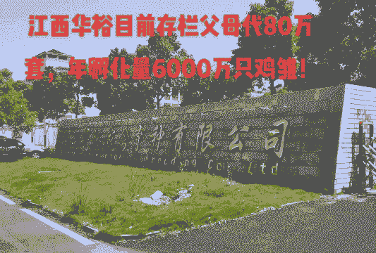 江西华裕鸡苗价格