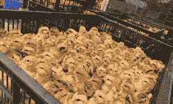 灵山土一鸡苗价格