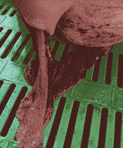 母猪产后胎衣排出很少