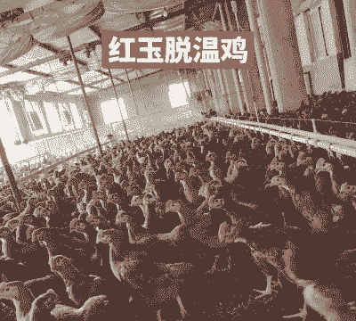 江西红玉鸡混合苗价格