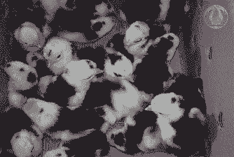 泰安孵化贵妃鸡苗价格