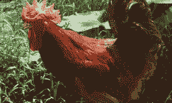 红羽王鸡苗价格