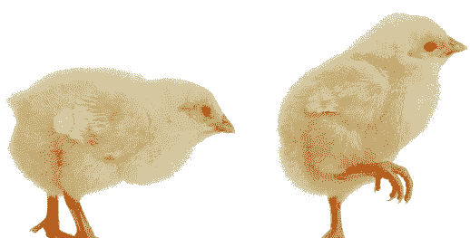 正宗芦花贵妃鸡苗价格