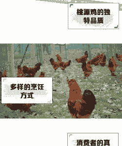 桃源鸡苗出售价格