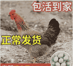 桂林麻羽鸡苗价格