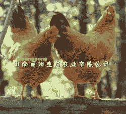 广东黄羽鸡苗价格