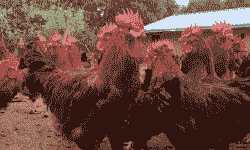 云南养殖鸡苗价格多少