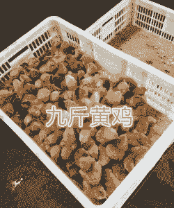 成都黄杂鸡苗价格