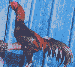 斗鸡脱温鸡苗价格