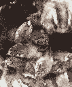 广西孵化鸡苗价格多少