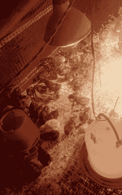 纯小笨鸡苗价格