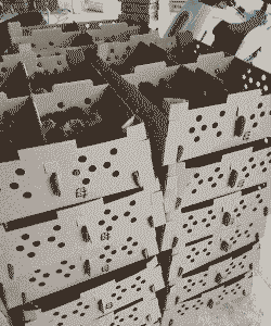 鸡苗纸箱加工价格